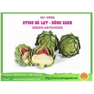 Hạt Giống Atiso Xanh