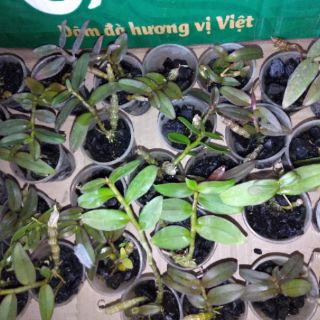 Hoa phong lan giả hạc chumoray