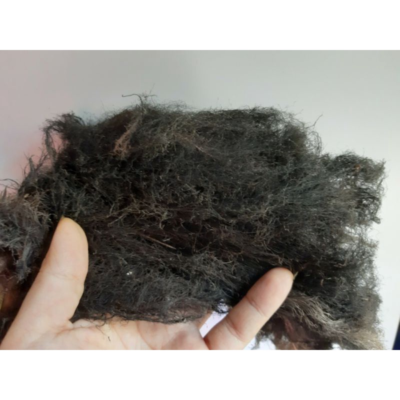 500g rể cây lục bình ươm cây