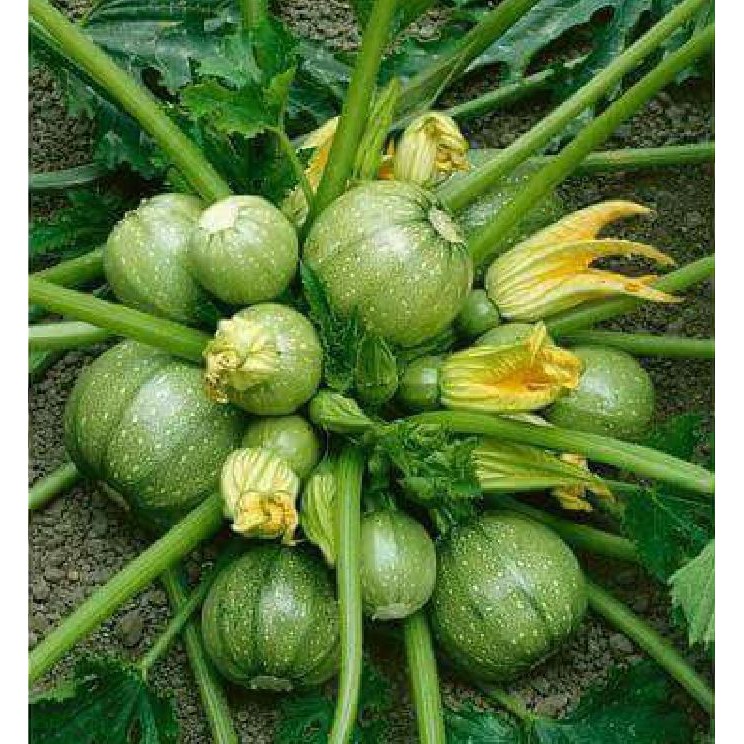 Hạt Giống Bí Ngòi Tròn Xanh Chịu Nhiệt 2gr/gói