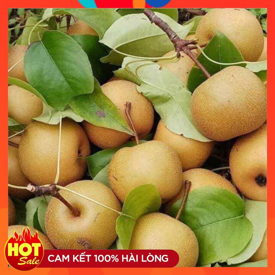 Cây Giống Lê Nâu ( 3 Cây ) Còn Gọi Là Cây Mắc Cọp Cây Ghép Nhanh Cho Quả