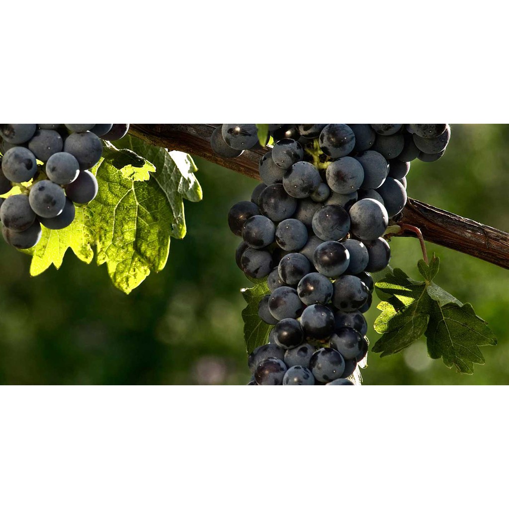 Cây Nho Rượu Syrah