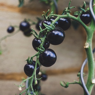 Hạt giống cà chua đen - cà chua cherry