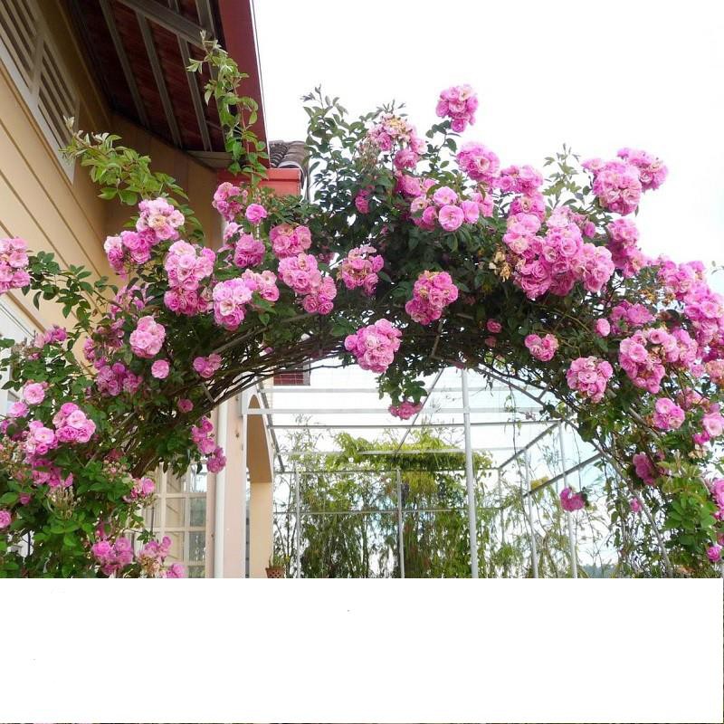 Hạt Giống Hoa Hồng Leo Nhiều Màu Gói 10 Hạt