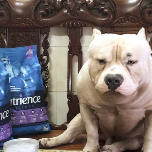 [DINH DƯỠNG CAO] 5KG Nutrience Original Thức Ăn Cho Chó Giống Chó Trung Bình, Lớn - Thịt Cừu, Rau Củ, Trái Cây Tự Nhiên