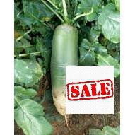 Gói 5 gr giống củ cải đường xanh SALE