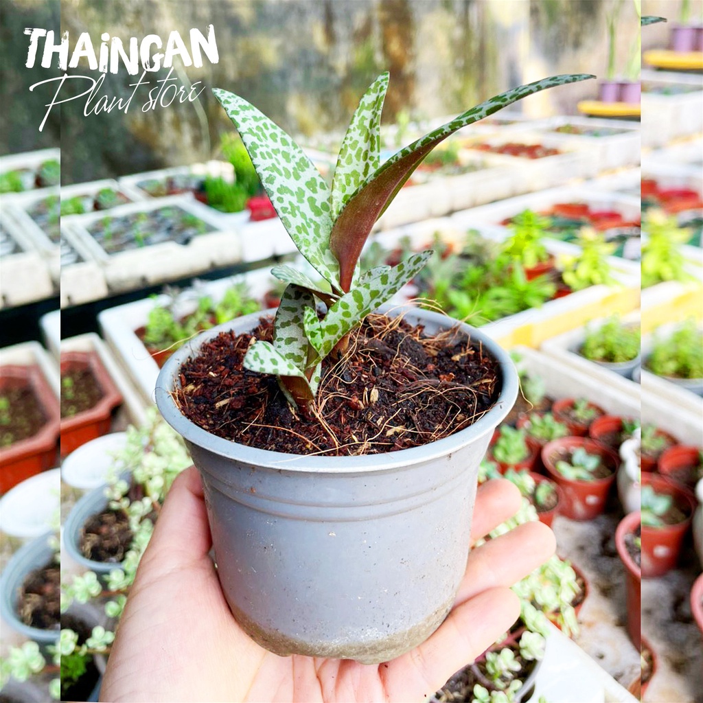 Sen Đá Hồ Lô - Vườn Ươm Thái Ngân