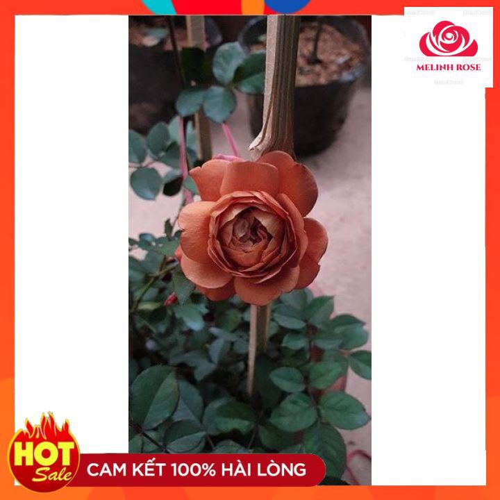 Hoa hồng ngoại Utsusemi Hương thơm : đậm , ngọt ngào,Cây Hoa hồng ngoại Utsusemi
