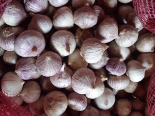 3kg tỏi cô đơn SIÊU TO