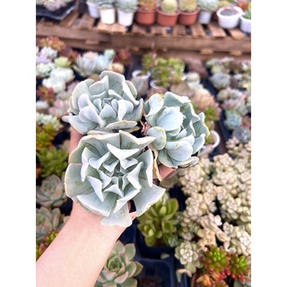 Sen đá cúc trắng size bầu 4-6cm