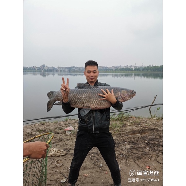 Lưỡi Săn Hàng Phục Ma-Chuyên Dụng Săn Trắm Đen