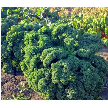 Hạt giống cải xoăn Kale nảy mầm tới 90%