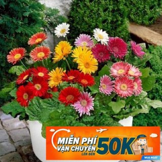 10 Hạt giống hoa Đồng tiền (tặng gói kích nẩy mầm và hướng dẫn)
