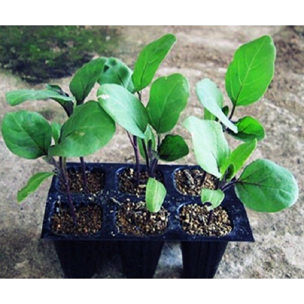 Hạt giống cà pháo trắng Việt Nam gói 2gram