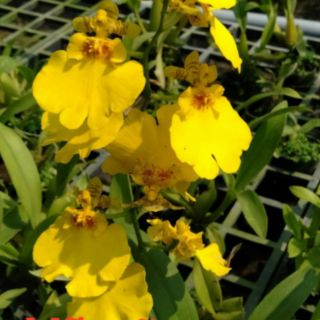 Vũ nữ Sugar cây giống