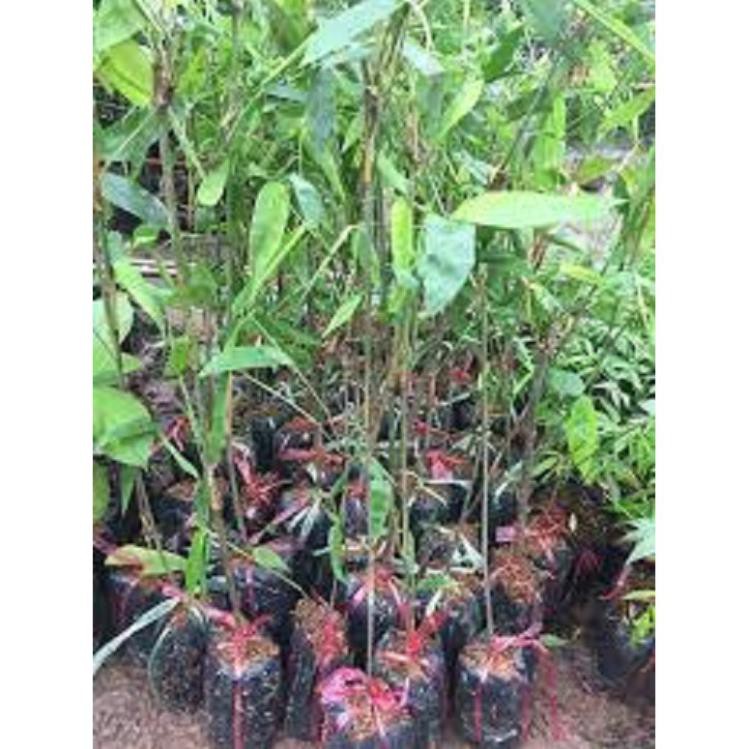 Cây TRE KHỔNG LỒ THÁI LAN, cây giống chuẩn, chất lượng, năng suất cao + Tặng 02 cây nhót ngọt
