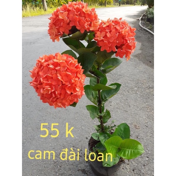 Cây bông trang tàu hoa lớn