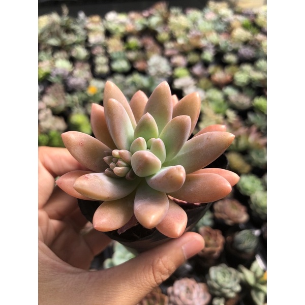 Sen Đá Phale Tím Size Bầu 5cm Hư 1 Đổi 1