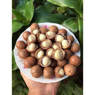 Hạt macca daklak loại1