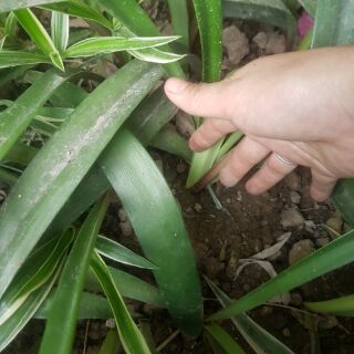 Hoa lan huệ đỏ, hồng,cam