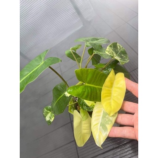 Philodenron Bule max var