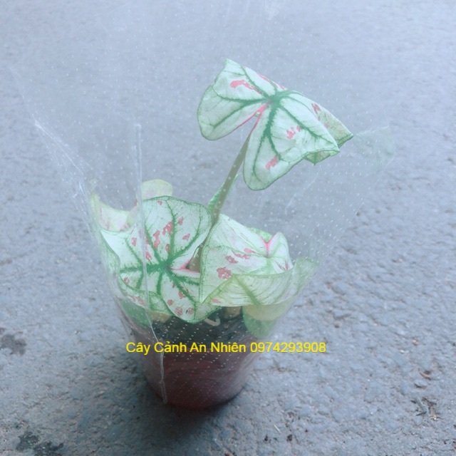 Cây Môn Kiểng