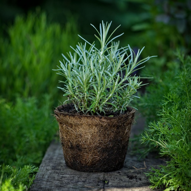 Combo 500 chậu xơ dừa tròn trung AN1002 - Coir pots