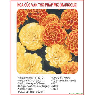 Hạt Giống Hoa Cúc Vạn Thọ Pháp (50 hạt)