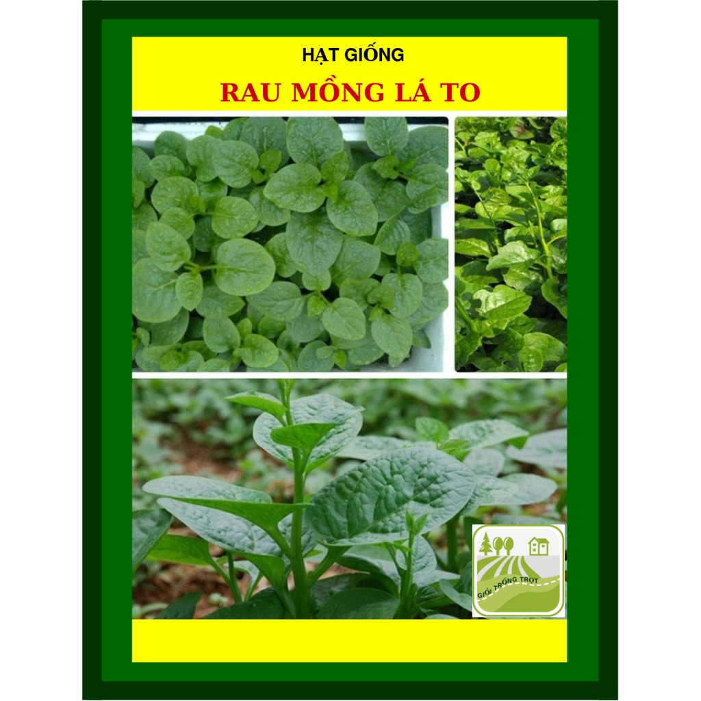 50 Gram - Hạt Mồng Tơi Lá Xanh Trang Nông