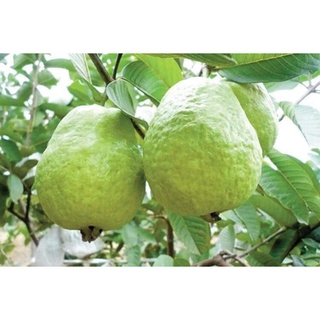 Ổi đài loan