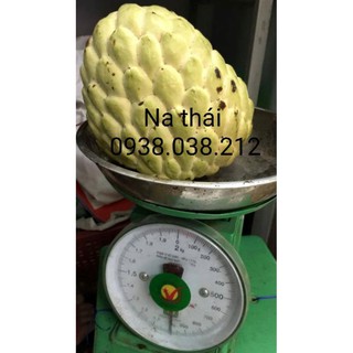 CÂY GIỐNG NA THÁI