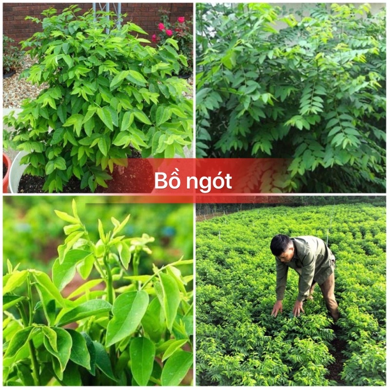 Hạt giống rau bồ ngót cao sản F1
