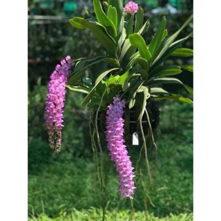 Lan rừng đuôi cáo Cao Bằng 2 cáy 50k