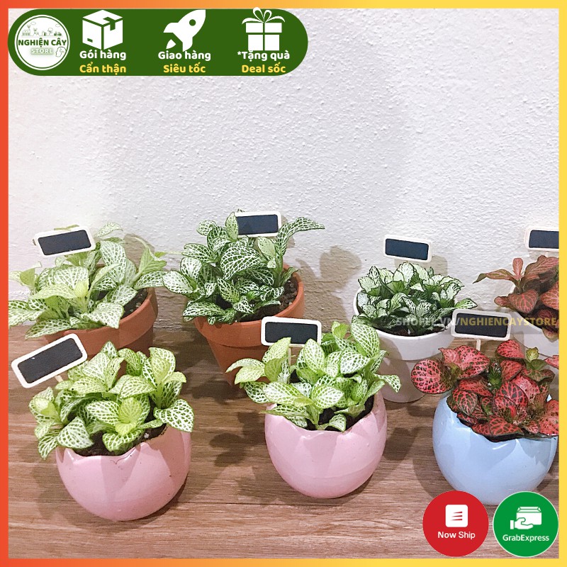 Chậu gốm sứ hình trứng trồng cây cảnh mini, sen đá, sương rồng hàng Bát Tràng men đẹp (7x9cm)