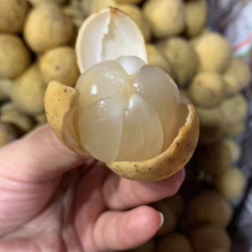 Cây Bòn Bon Thái Lan,cây giống Bòn Bon kèm bầu đất cao tù 40-60cm cho quả siêu to mang lại hiệu quả kinh tế cao