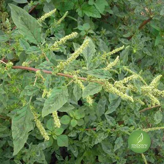 1kg Cây dền gai - Hỗ trợ thoát vị đĩa đệm, xương khớp hiệu quả JD232 caydengai