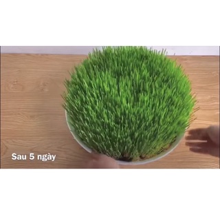 1kg Hạt mạch Úc (hạt giống cỏ lúa mỳ) & Hạt đại mạch