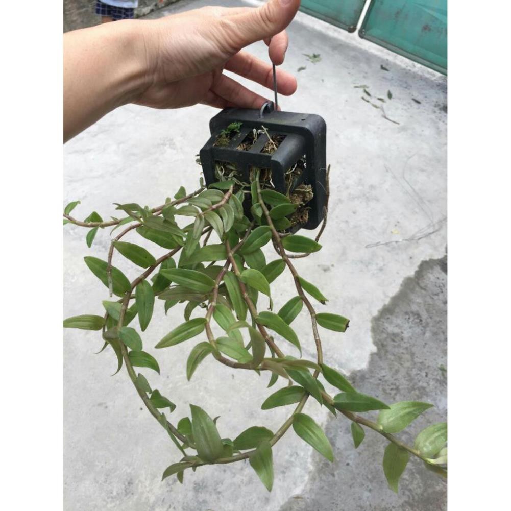 Hoa Phong Lan Hạc Vĩ Giò Thuần Vườn