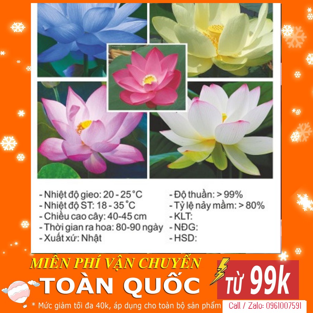 Hạt Giống Hoa Sen Nhật - 5 HẠT