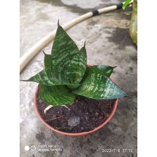 Cây lưỡi hổ xanh - Cây lưỡi mèo có bầu đất