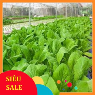 Gói 10 gr giống rau cải mơ tết khuyến mại
