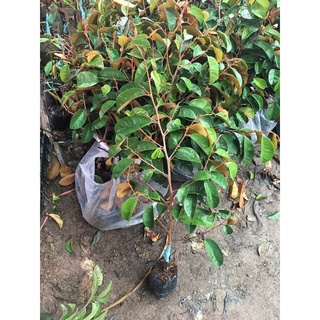 Cây giống vú sữa mica