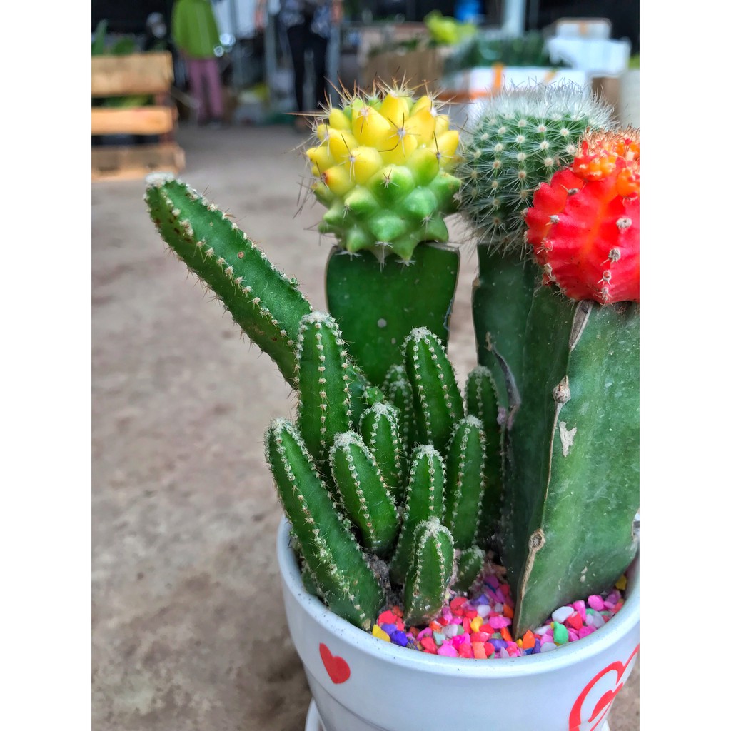 Cây xương rồng mix các loại, cây cao 10-15cm bắt mắt dễ dàng chăm sóc thích hợp trang trí cảnh quan bàn làm việc