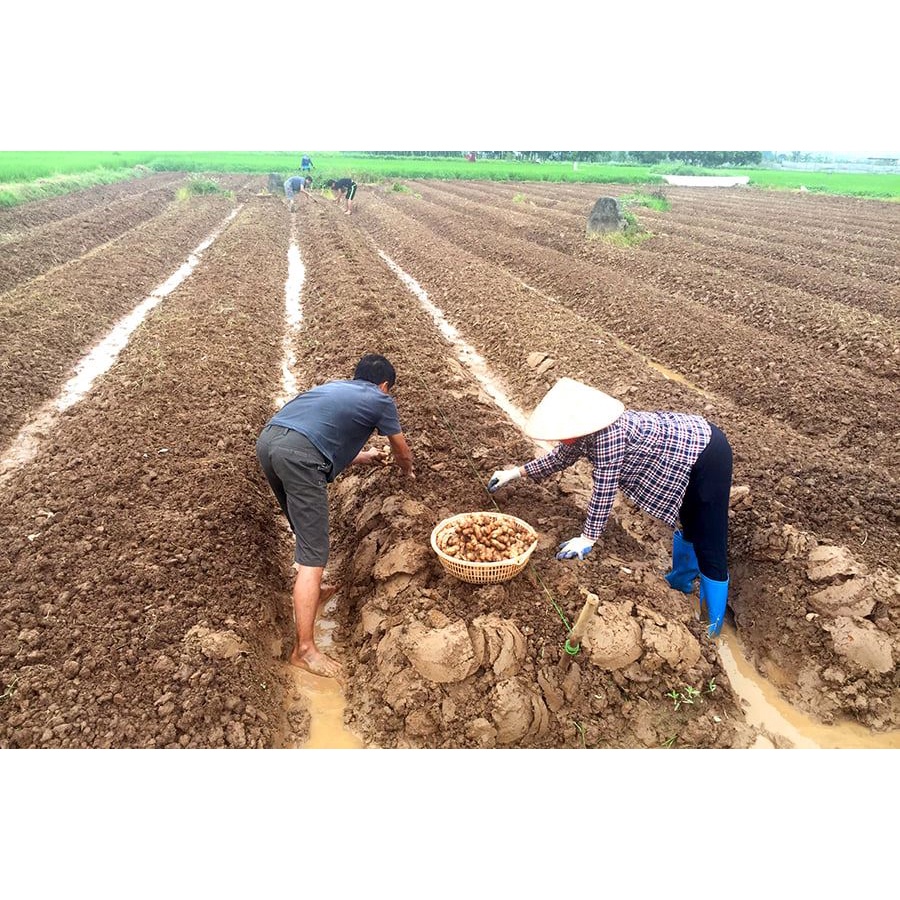 1KG Gừng tươi tiêu chuẩn nông nghiệp sạch