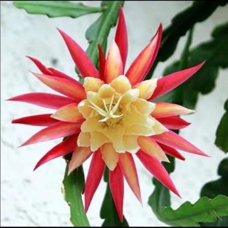 Cây Quỳnh xương cá