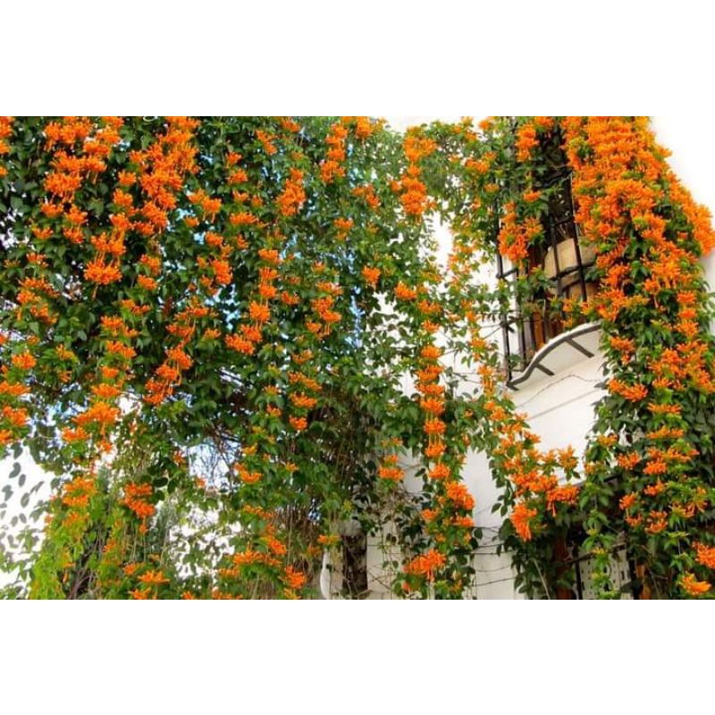 Hoa leo chùm ớt- rạng đông