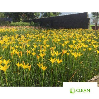 Huệ mưa Huệ mưa