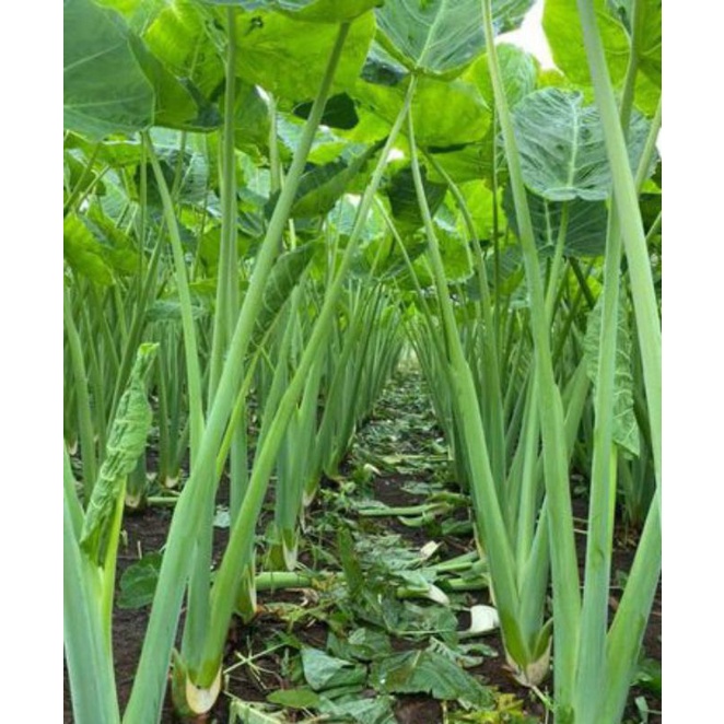 Cây dọc mùng,khoai môn bạc hà