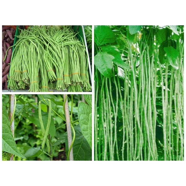 500gr/ 1KG Hạt giống Đậu Đũa hạt nâu chịu nhiệt PD269_Đỗ xanh leo hạt đỏ nâu quả siêu dài