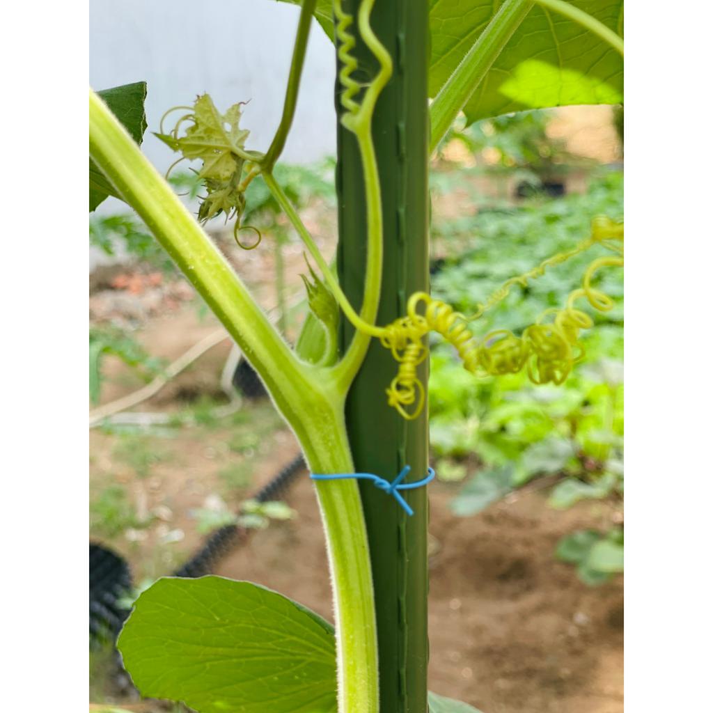 100 dây kẽm bọc nhựa 10cm